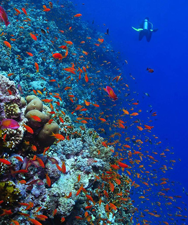 Diving